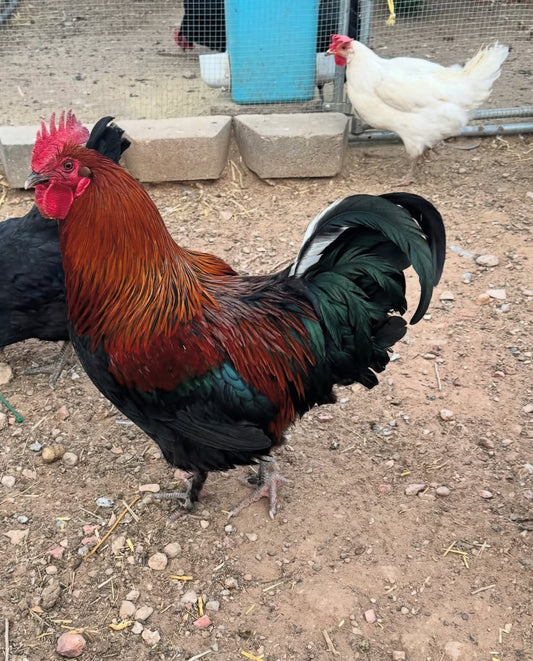 Rent-a-Chicken